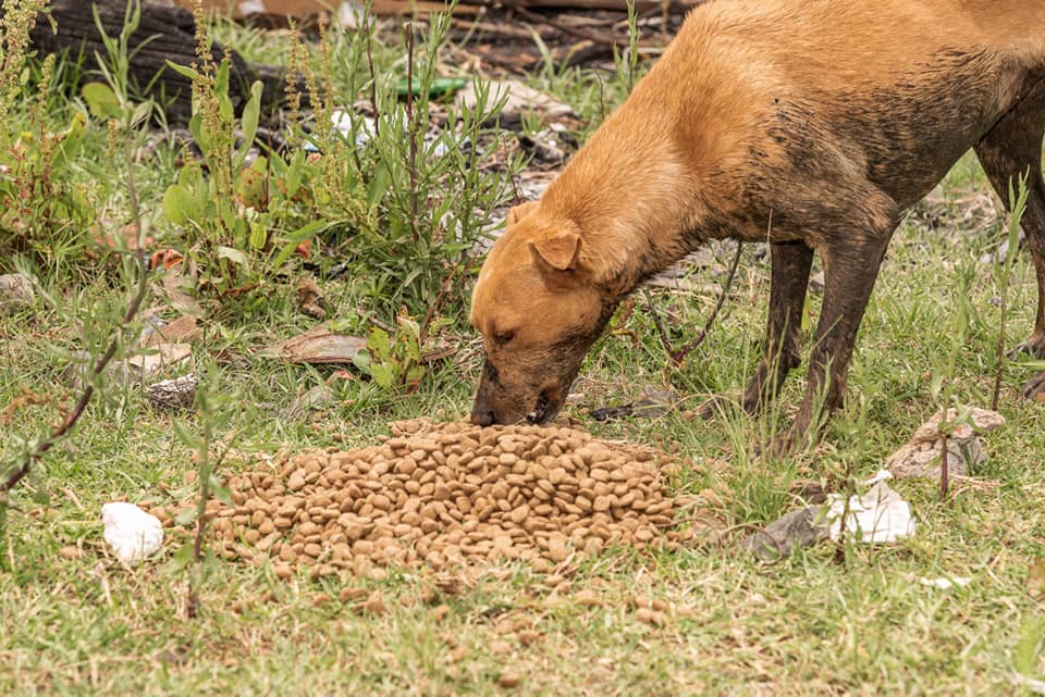 Ação Rincão da Madalena